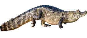 Crocodileon Transparent Background PNG Image