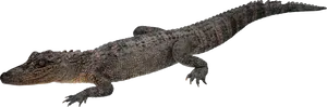 Crocodileon Transparent Background PNG Image