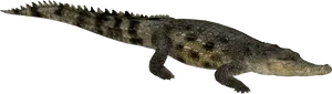 Crocodileon Transparent Background PNG Image