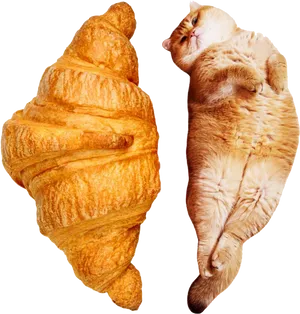 Croissant Cat_ Mirrored Symmetry PNG Image