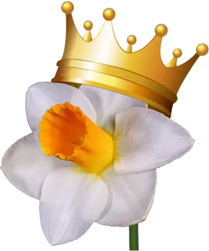 Crowned Narcissus Flower.png PNG Image