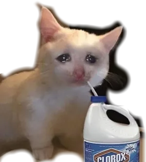 Crying Cat With Bleach Meme PNG Image