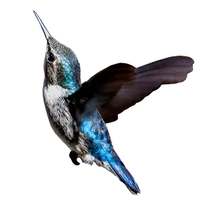 Cuban Hummingbirdin Flight PNG Image