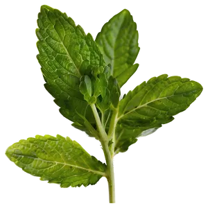 Culinary Mint Leaves Png Nso PNG Image