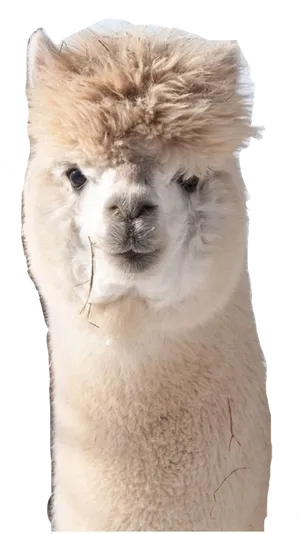 Curious Alpaca Portrait PNG Image