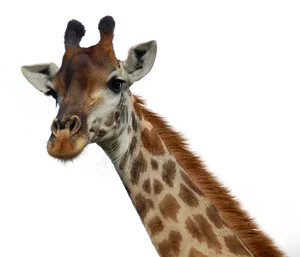 Curious Giraffe Portrait PNG Image