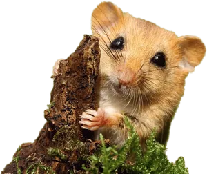 Curious Hamster Peeking PNG Image