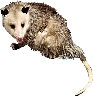 Curious Opossum Cutout PNG Image