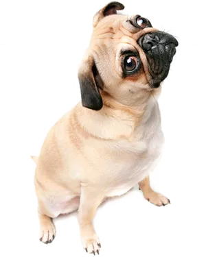 Curious Pug Tilting Head PNG Image