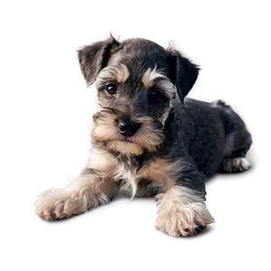 Curious Schnauzer Puppy Png Esl PNG Image