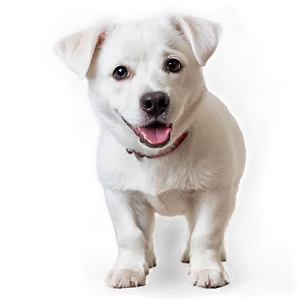 Curious White Dog Png 88 PNG Image