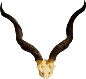 Curved Goat Horns Transparent Background PNG Image