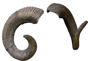 Curved Goat Horns Transparent Background PNG Image