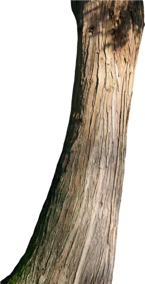 Curved Tree Trunk Texture PNG Image