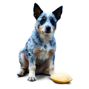 Cute Blue Heeler Sitting Png Cdv PNG Image