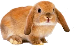 Cute Brown Rabbit Transparent Background PNG Image