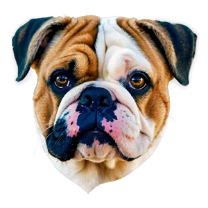 Cute Bulldog Faces Close-up Png 43 PNG Image