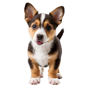Cute Dogs Png Bkv41 PNG Image