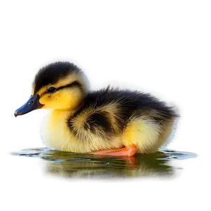 Cute Duckling Png 06202024 PNG Image