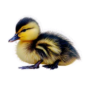 Cute Duckling Png Dvm78 PNG Image