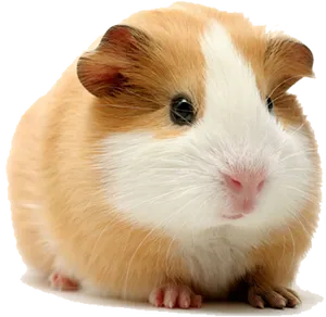 Cute Guinea Pig Portrait PNG Image