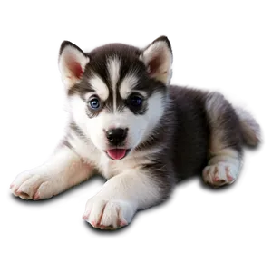 Cute Husky Puppy Png 06252024 PNG Image