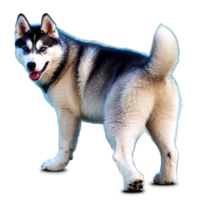 Cute Husky Puppy Png 06252024 PNG Image