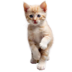 Cute Kitten Playing PNG Enj83 PNG