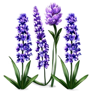 Cute Lavender Flowers Png 06292024 PNG Image