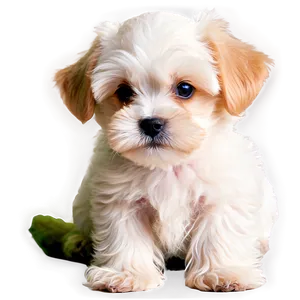 Cute Maltese Puppy Png 36 PNG Image