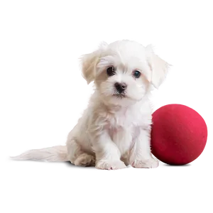 Cute Maltese Puppy Png Tqs PNG Image