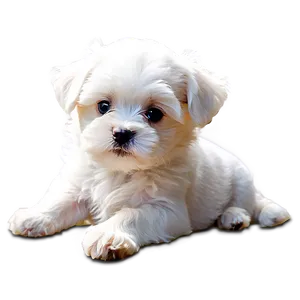 Cute Maltese Puppy Png Yyb PNG Image