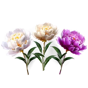 Cute Peony Flowers Png Fte PNG Image