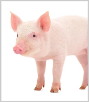 Cute Piglet Standing White Background PNG Image