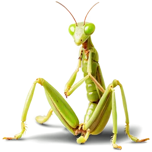 Cute Praying Mantis Png Qye85 PNG Image