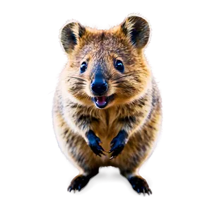 Cute Quokka Smile Png 06242024 PNG Image