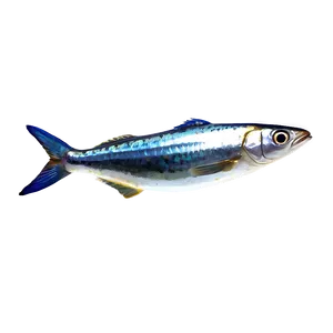 Cute Sardine Png Jie8 PNG Image