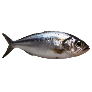 Cute Sardine Png Tjt PNG Image