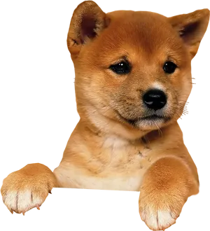 Cute Shiba Inu Puppy PNG Image