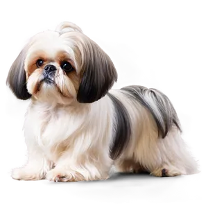 Cute Shih Tzu Dog Png 54 PNG Image