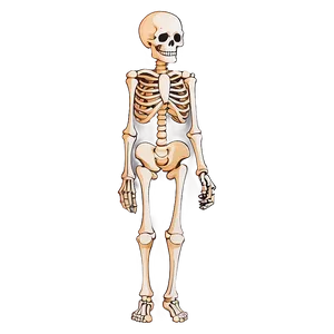 Cute Skeleton Drawing Png Fsu PNG Image