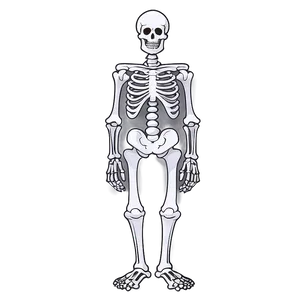 Cute Skeleton Drawing Png Tdy PNG Image