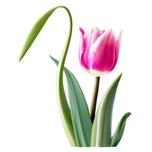 Cute Tulip Flowers Png 16 PNG Image