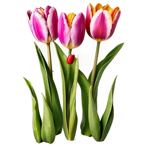 Cute Tulip Flowers Png 64 PNG Image