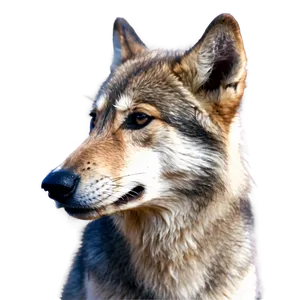 Cute Wolf Pup Face Png Qij39 PNG Image