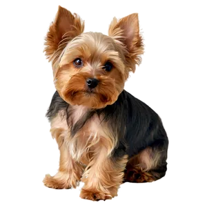 Cute Yorkie Png Sty68 PNG Image