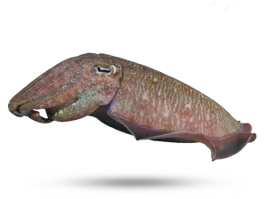 Cuttlefish Side View Isolated PNG Image