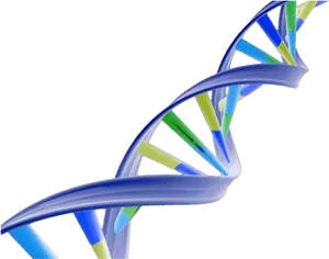 D N A Double Helix Structure PNG Image