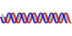 D N A Double Helix Structure PNG Image