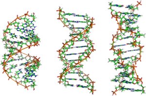 D N A Double Helix Structure PNG Image